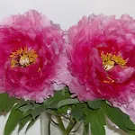 Апартаменты Residenza Le Peonie *