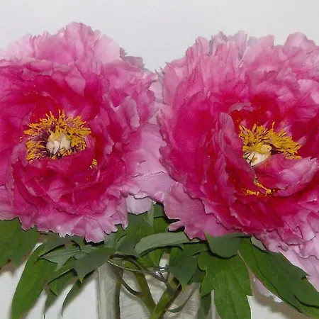 Apartamento Residenza Le Peonie *