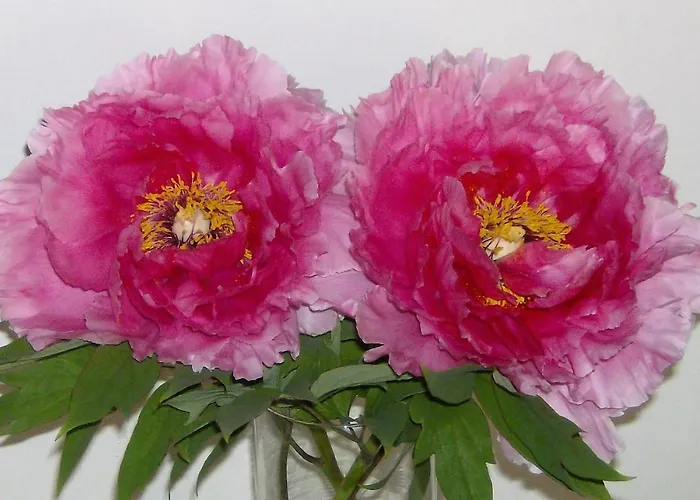 Apartment Residenza Le Peonie *